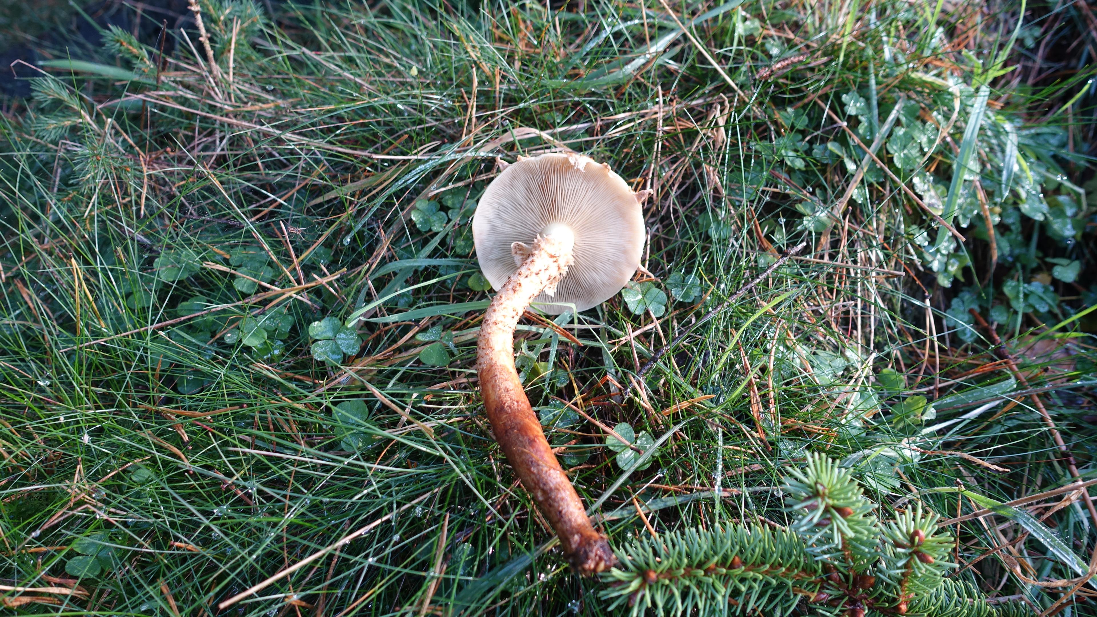 Sparriger Schüppling