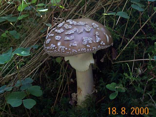 Pantherpilz