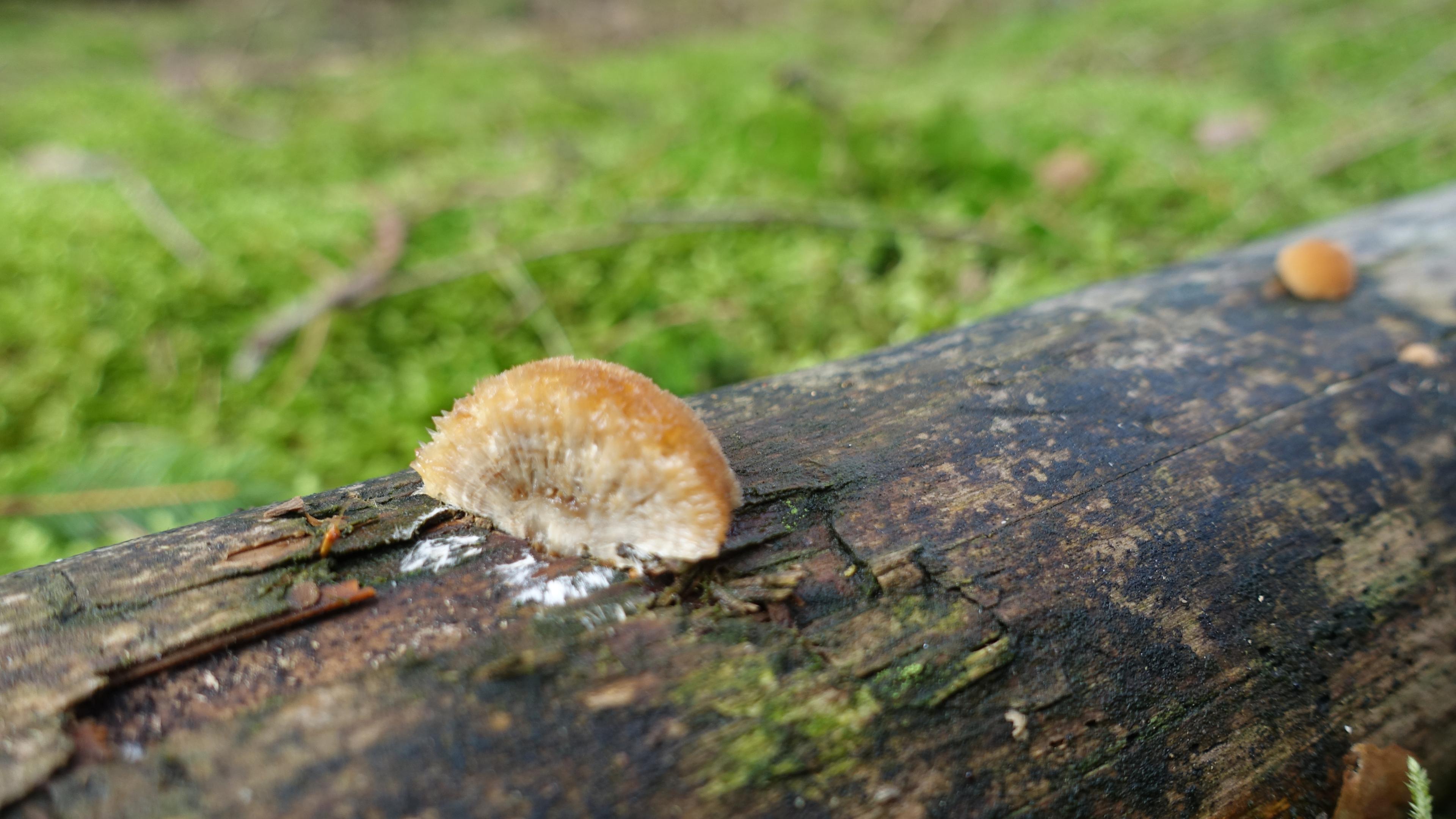 Polsterpilz