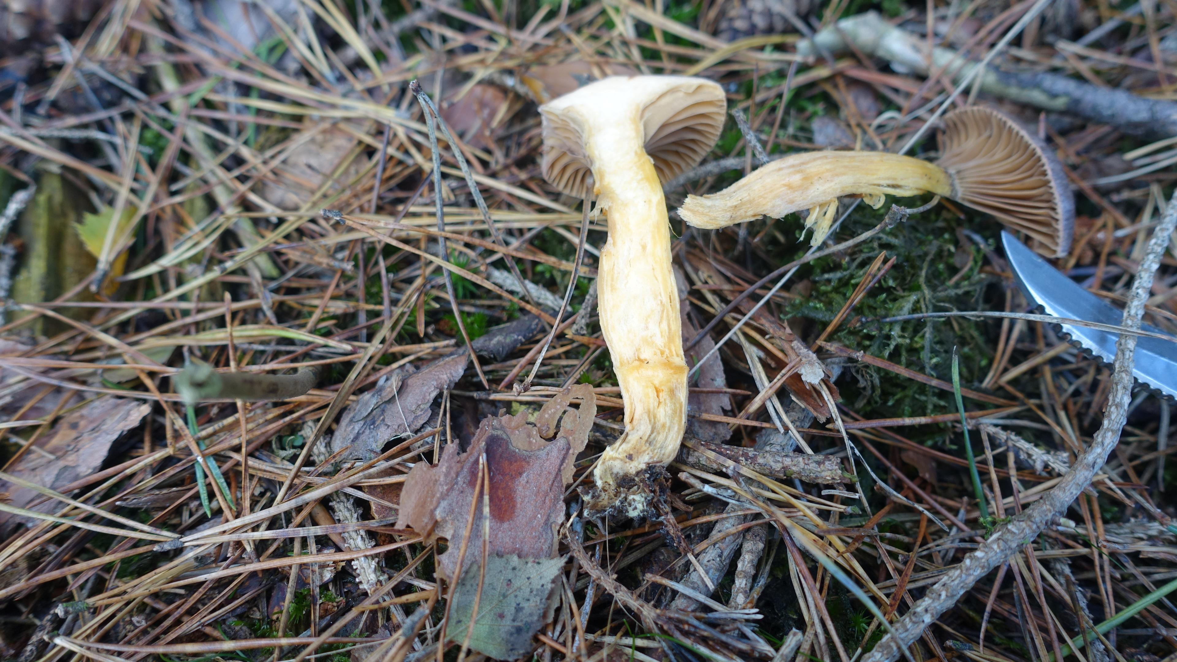Kupferroter Gelbfuß 