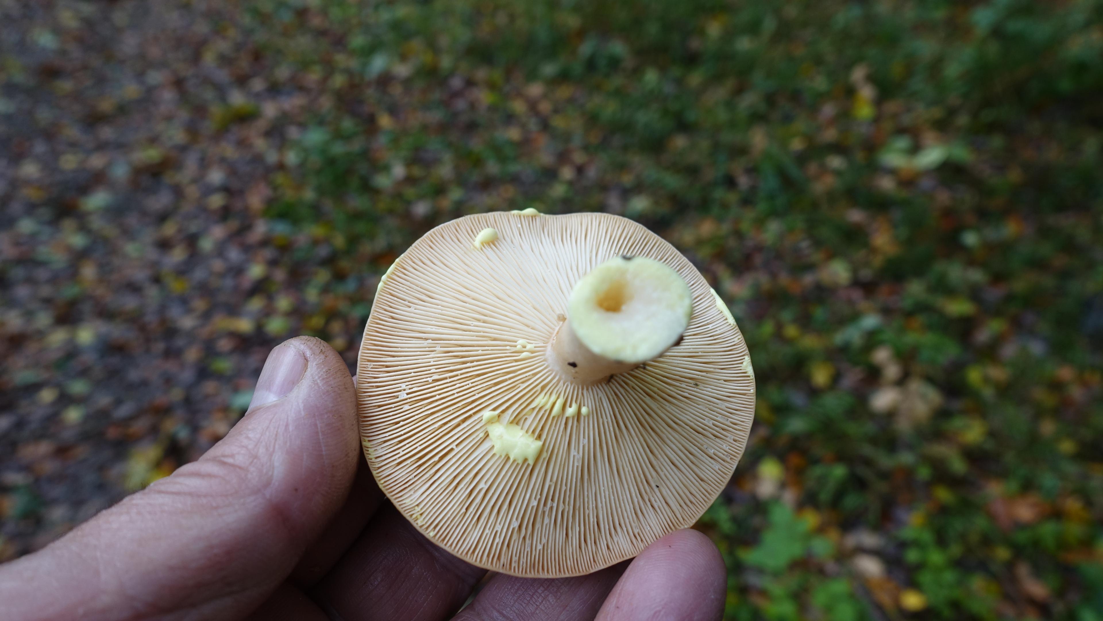 Goldflüssiger Milchling