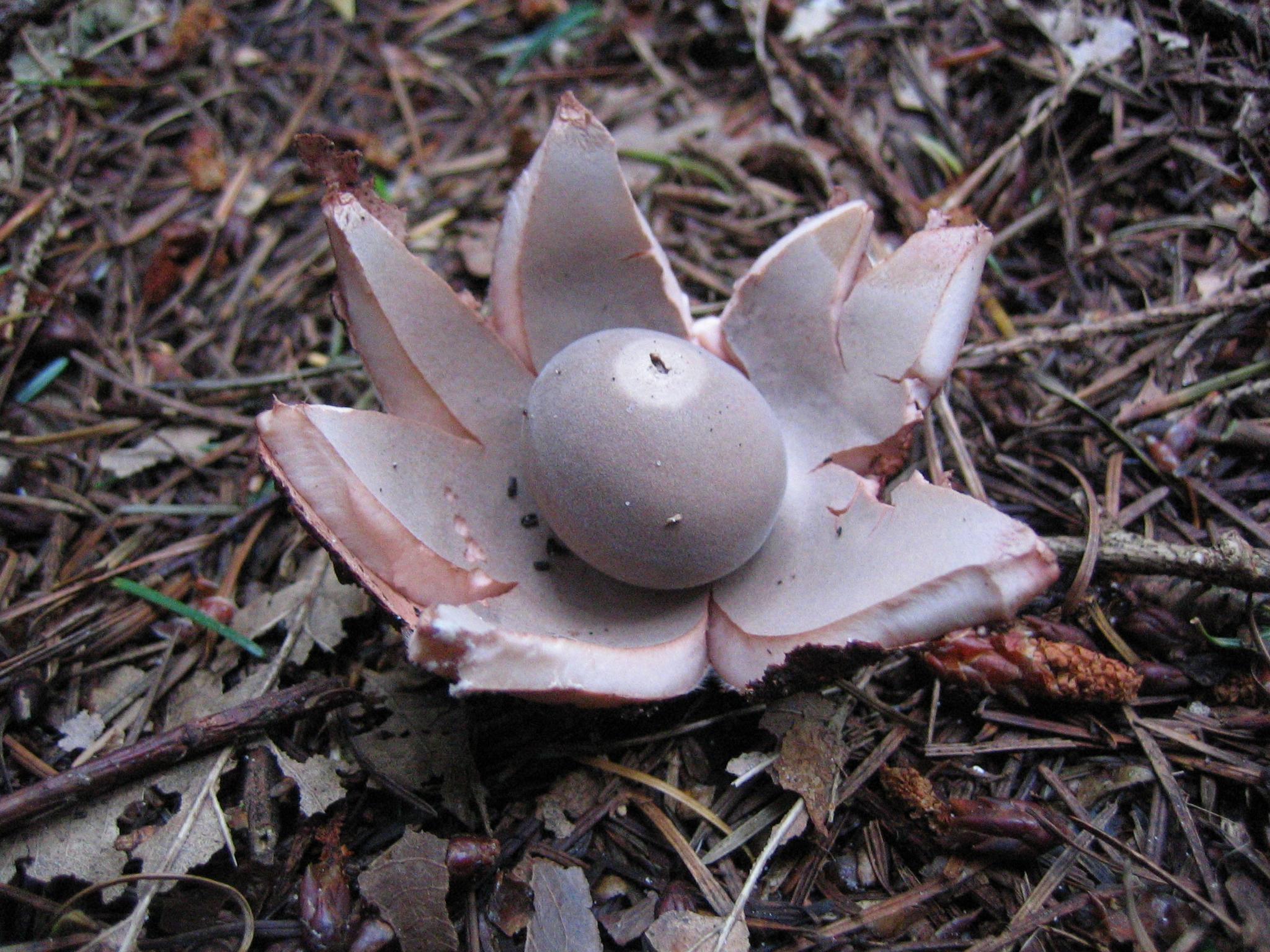 Rotbrauner Erdstern