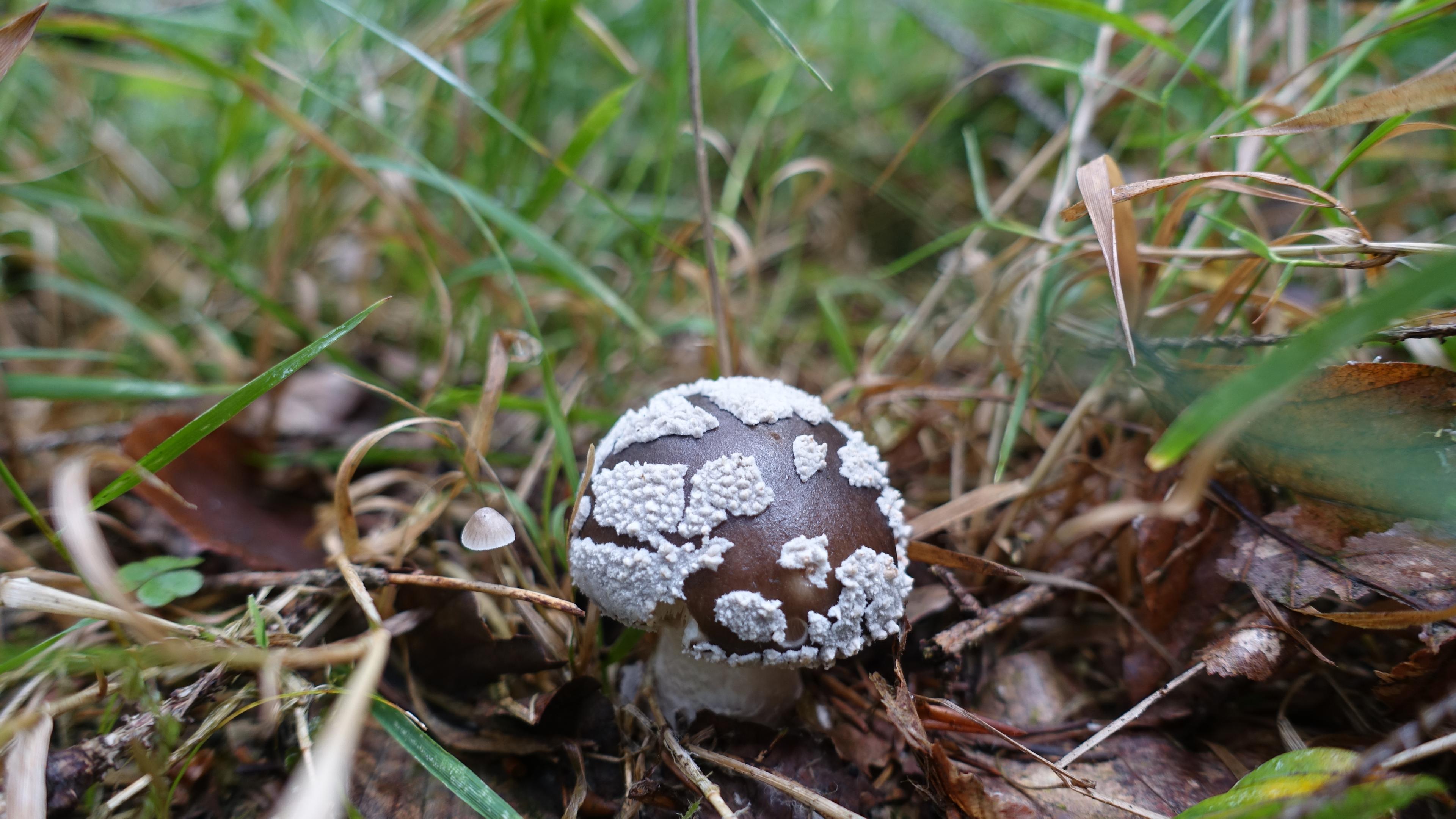 Grauer Wulstling