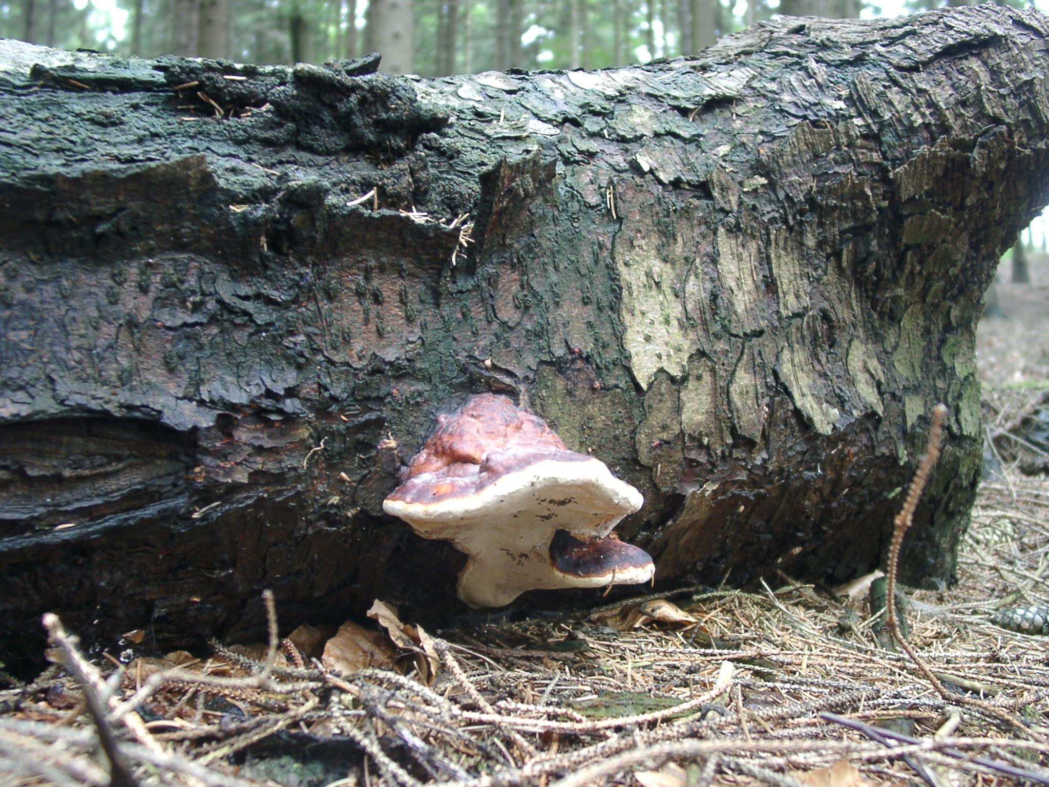 Fichtenporling