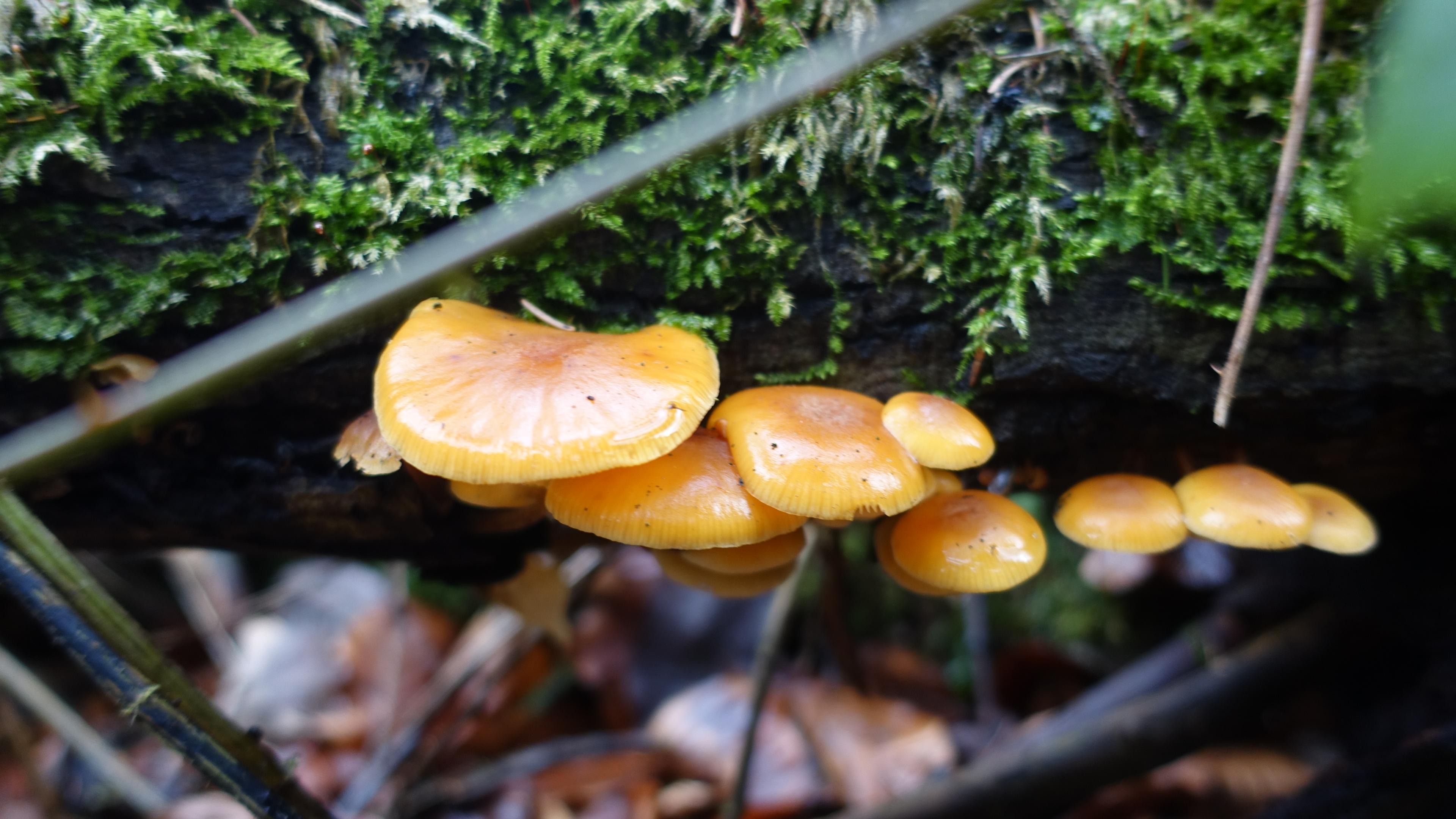 Samtfußrübling