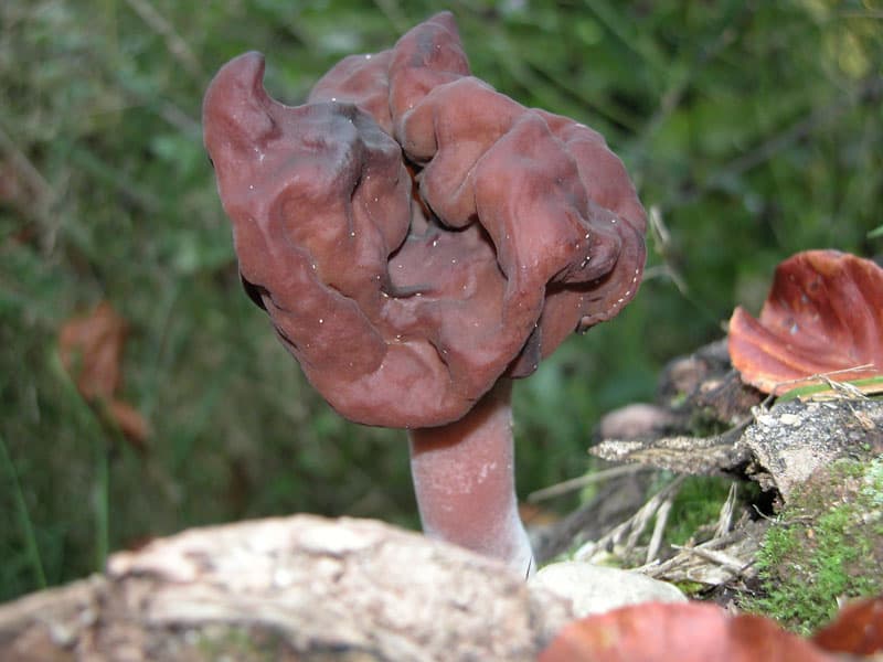 Bischofsmütze