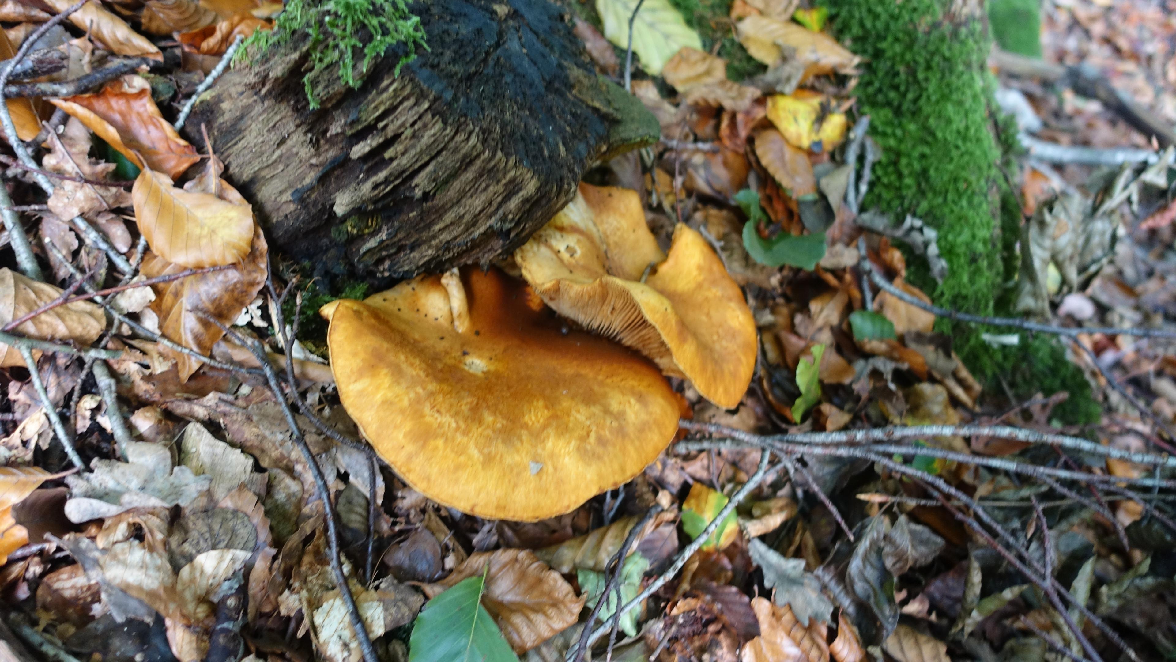 Erlenkrempling 