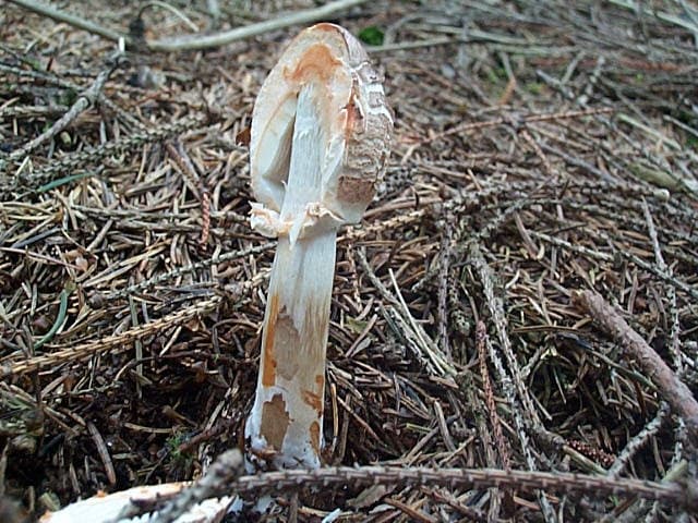 Safranschirmling