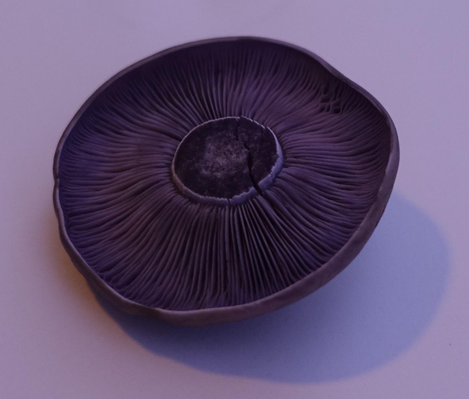 Bocksdickfuß  