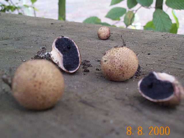 Kartoffelbovist