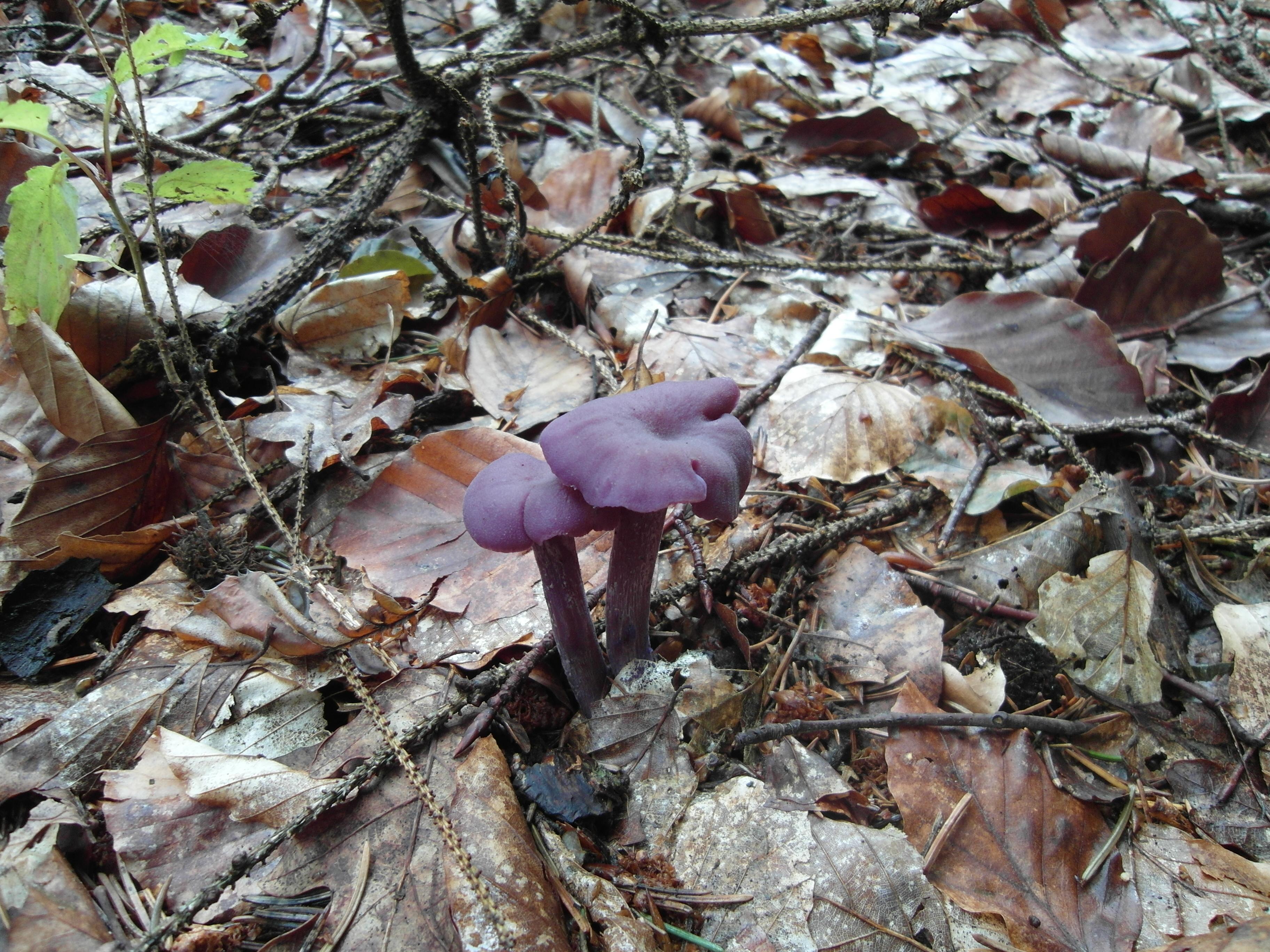 Violetter Lacktrichterling