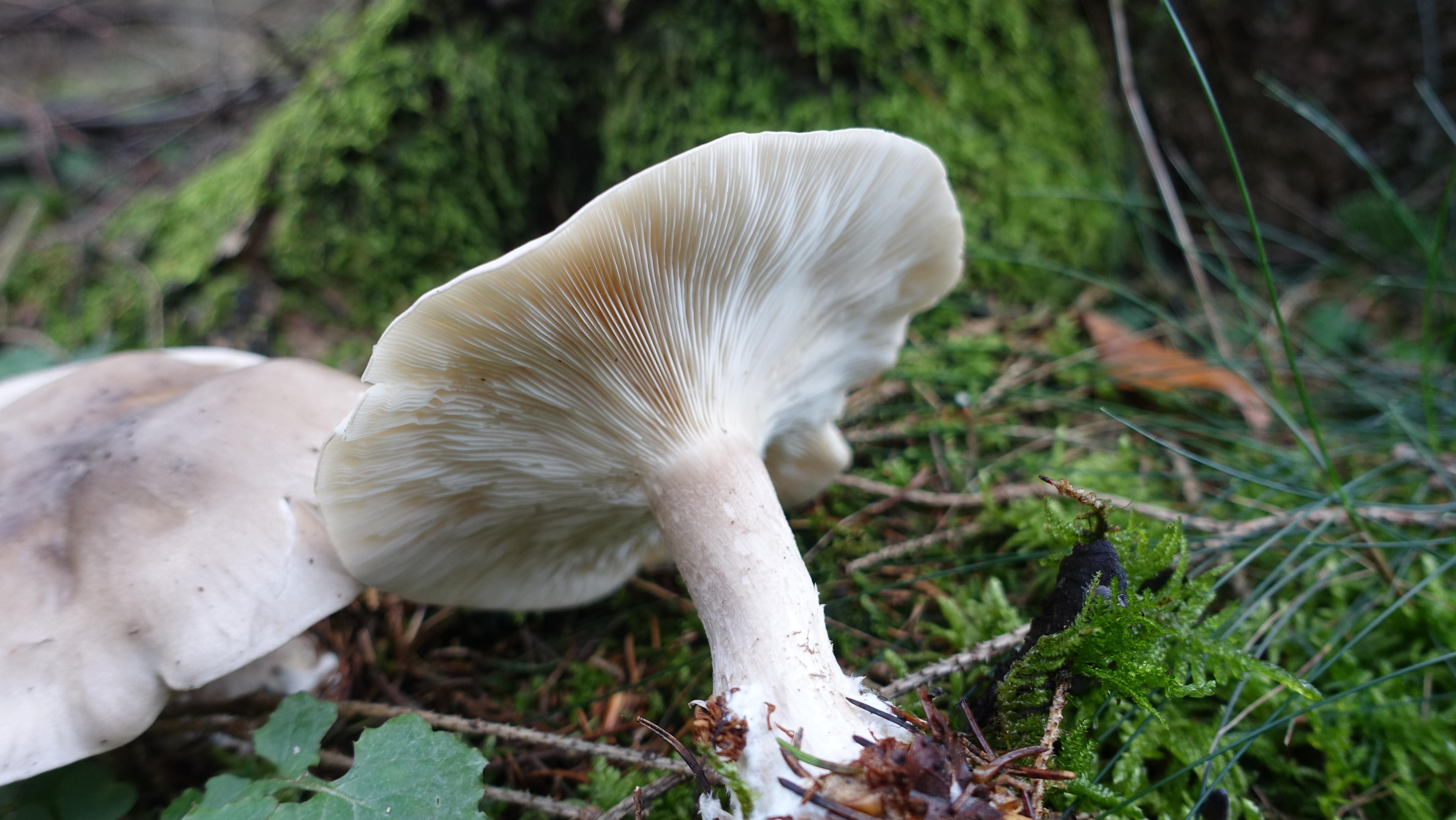 Graukappe