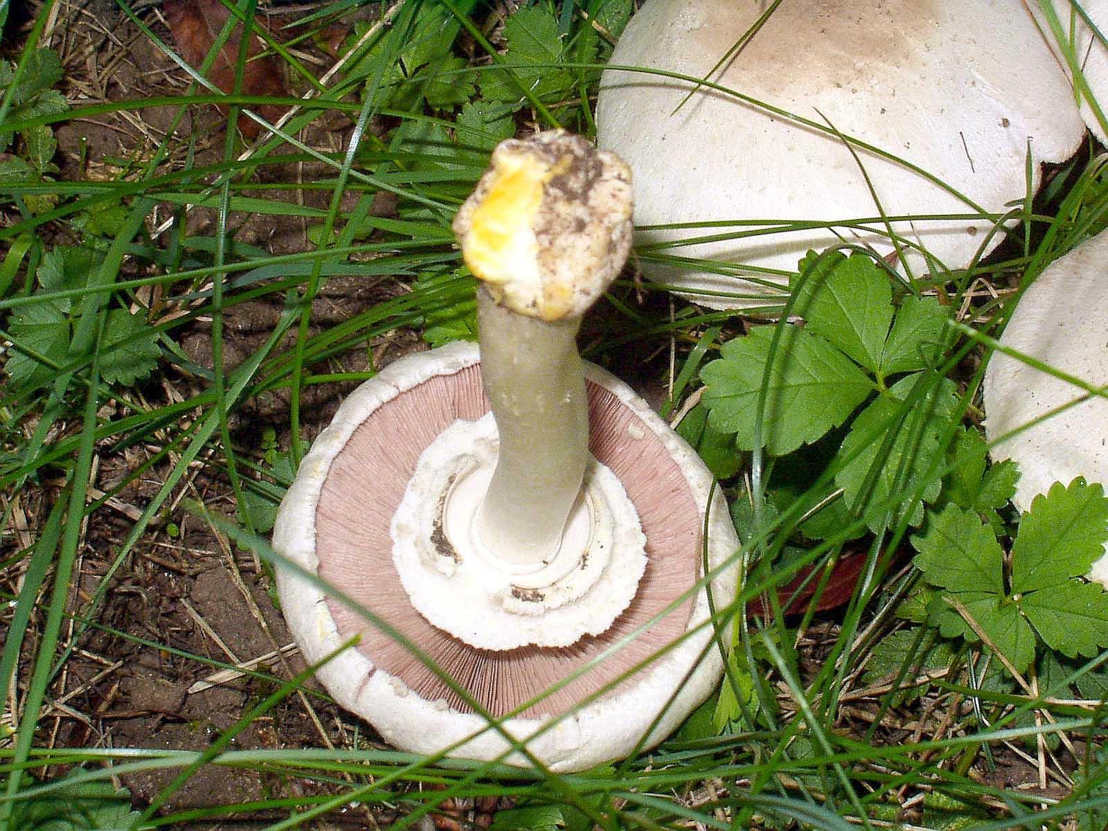 Karbolegerling