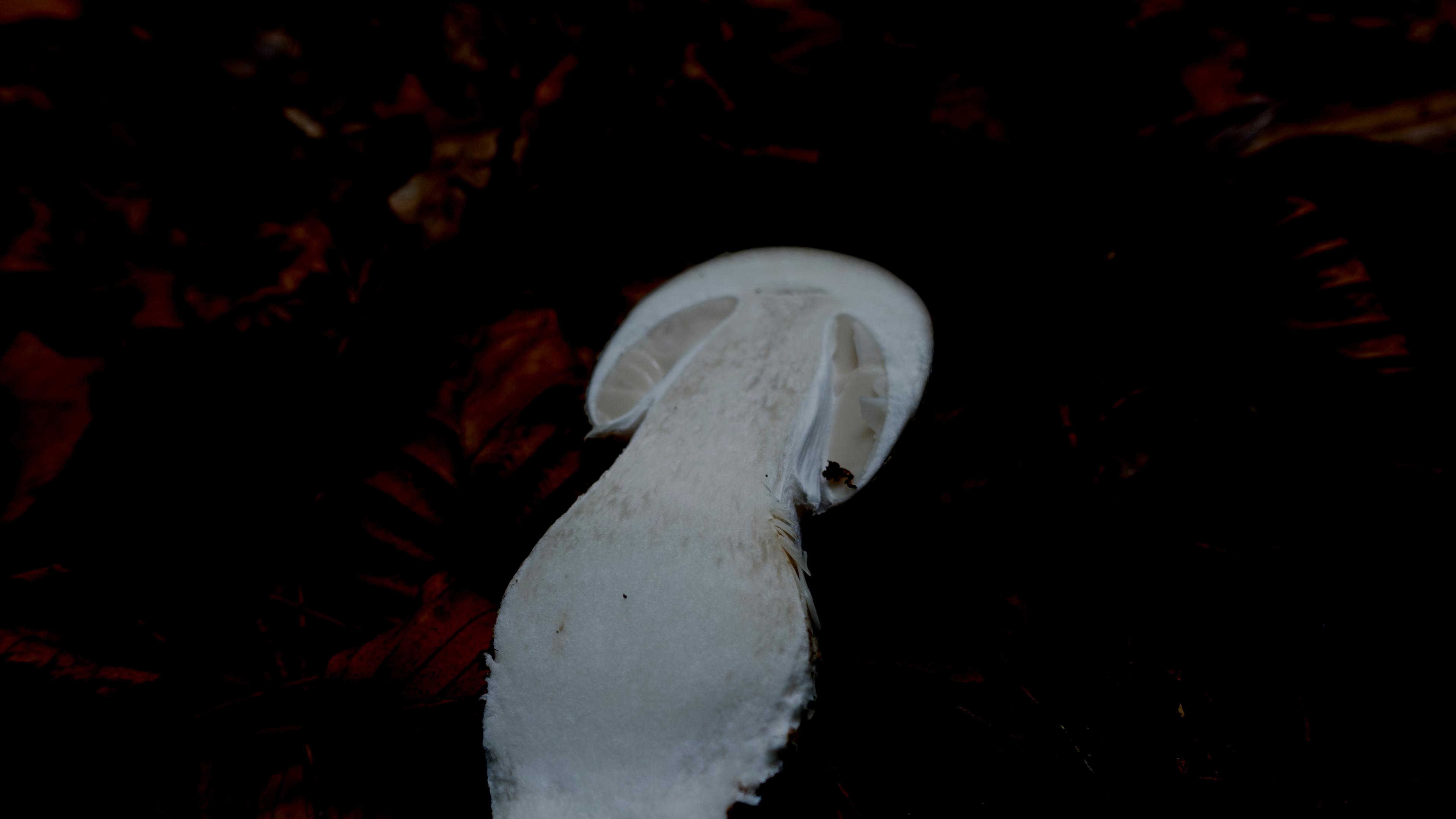 Grauer Wulstling