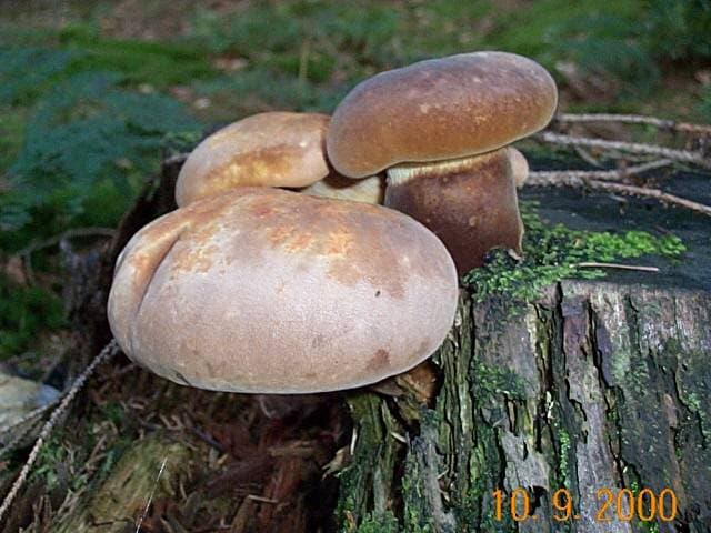 Samtfusskrempling