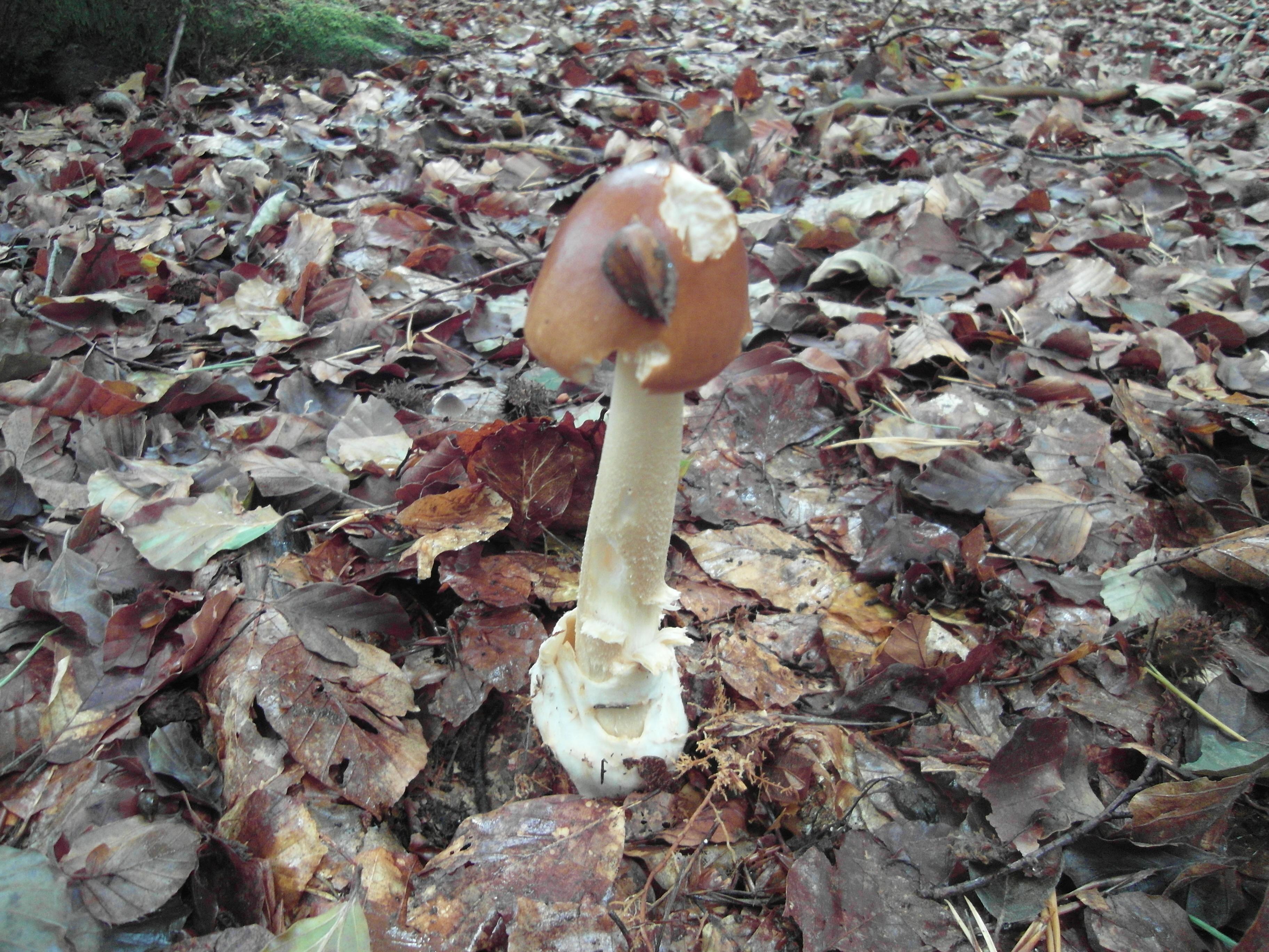 Rotbrauner Scheidenstreifling
