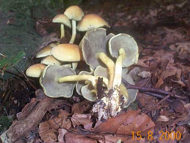 Rauchblättriger Schwefelkopf