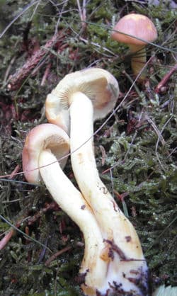 Ziegelroter Schwefelkopf