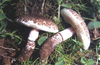Fleischbrauner Schirmling