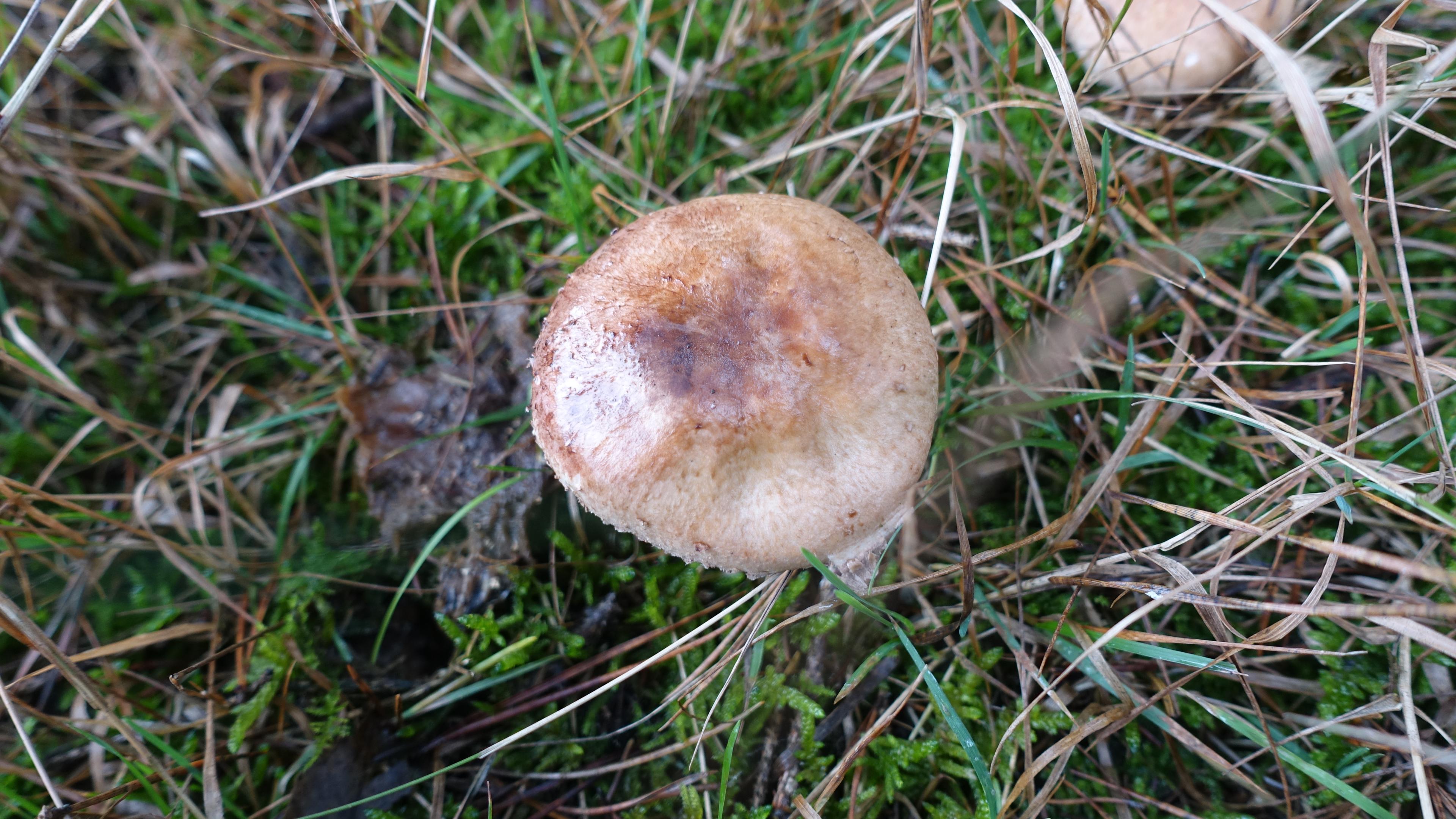 Kleiner Wald-Egerling oder Wald-Champignon
