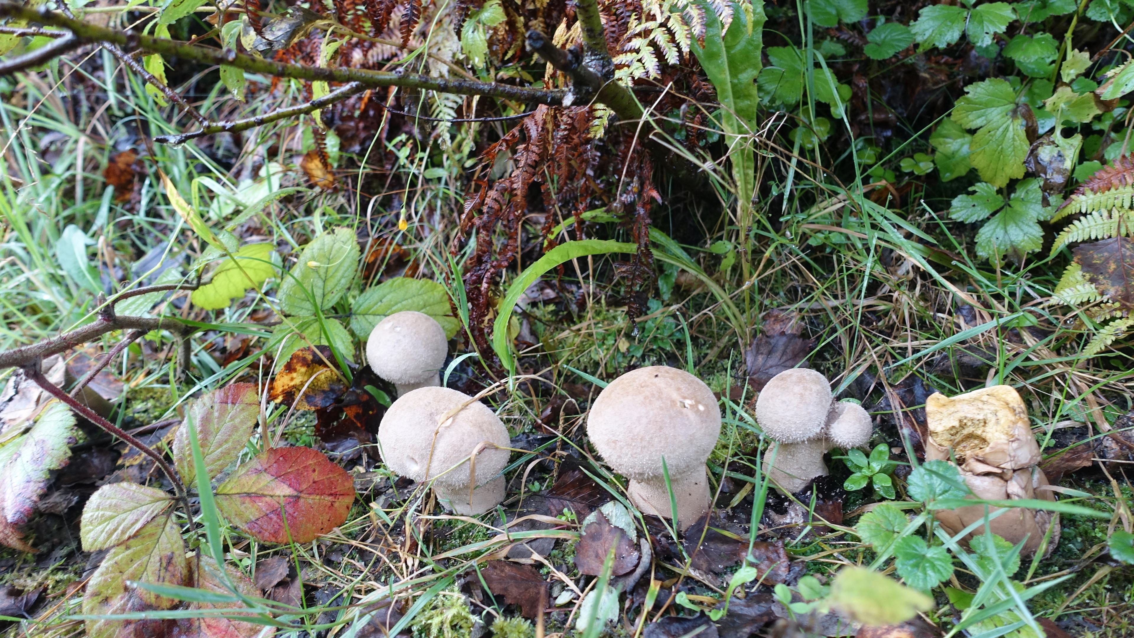 Beutelstäubling