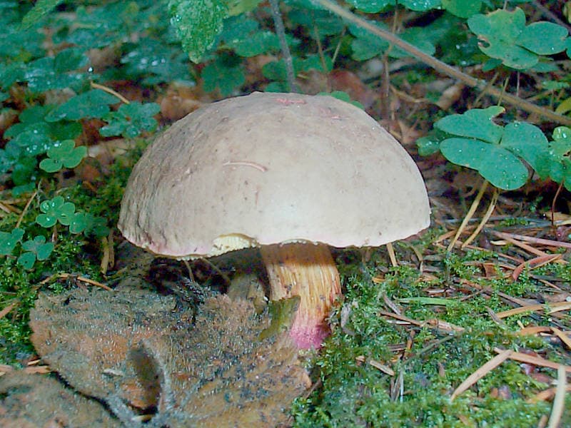 Rotfuß-Röhrling