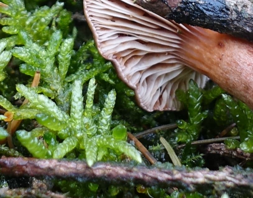 Kastanienbrauner Rübling