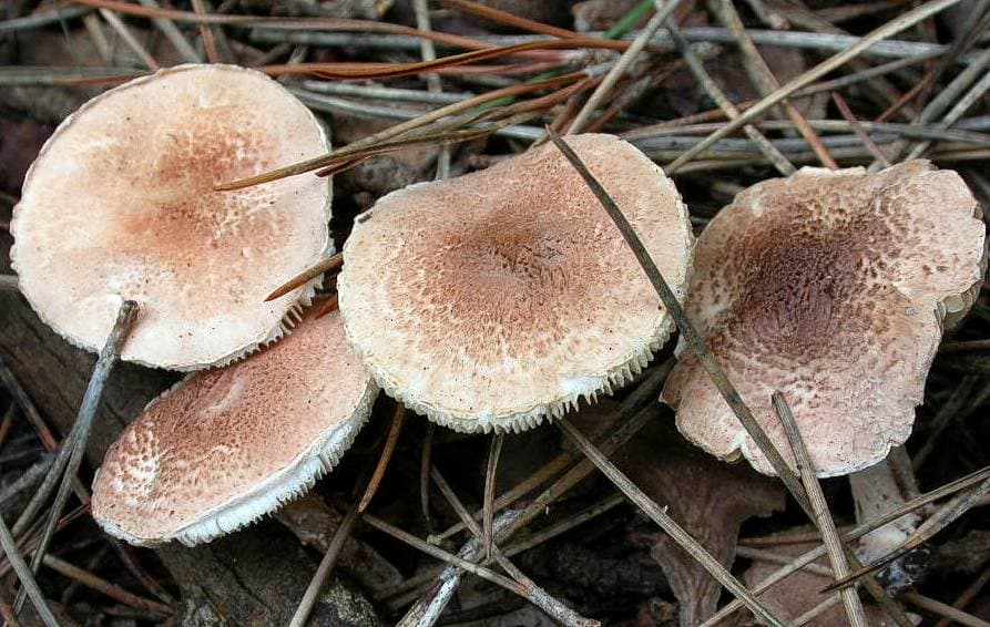 Fleischbrauner Schirmling