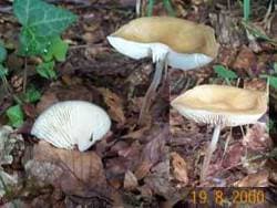 Grubiger Schleimrübling