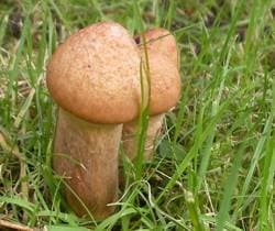 Kupferroter Gelbfuß / Schmierling