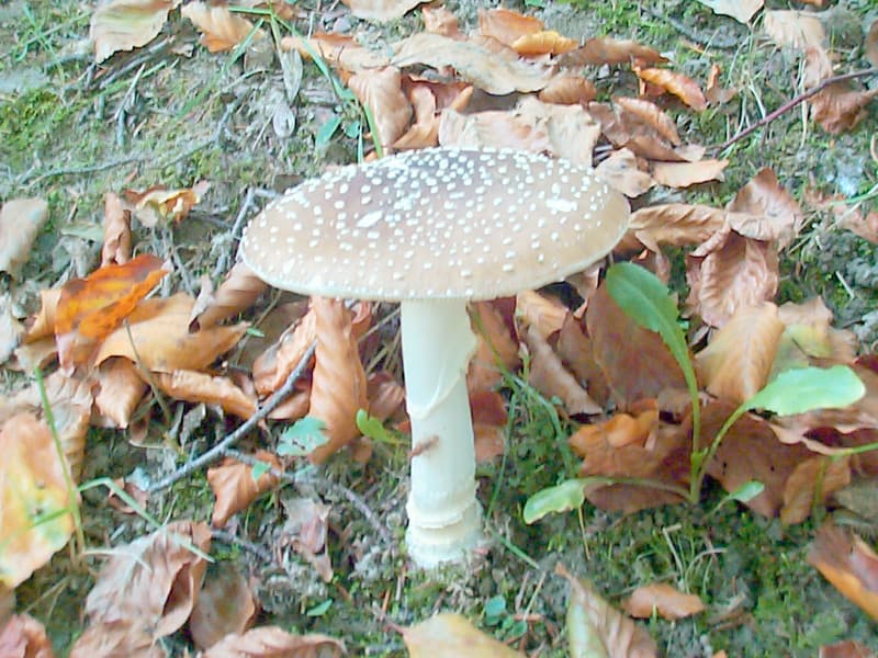 Pantherpilz