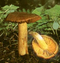 Orangenfuchsiger Rauhkopf