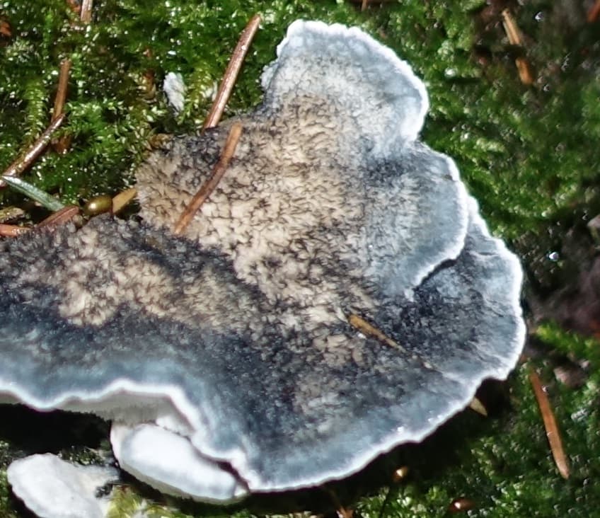 Blauender Saftporling