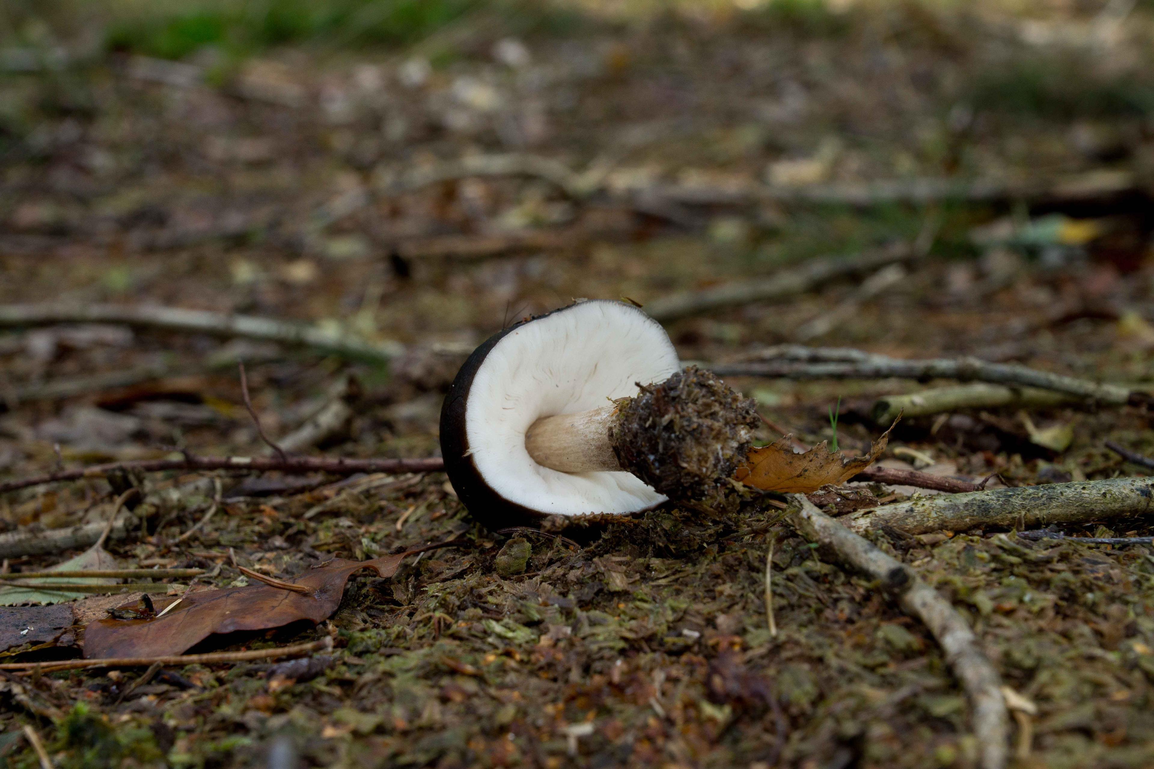 Rehbrauner Dachpilz