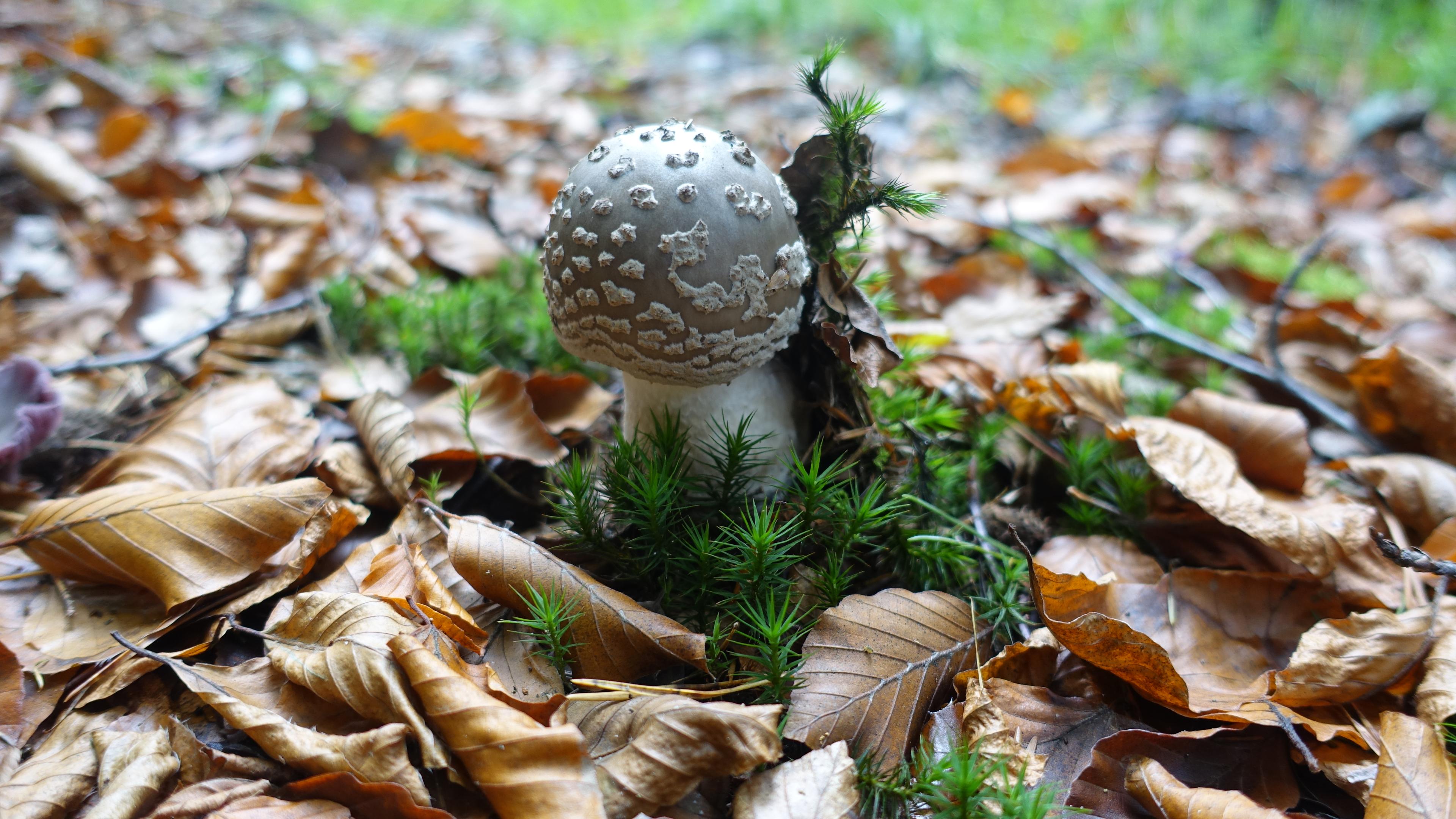 Grauer Wulstling