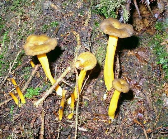 Gelbstieliger Trompetenpfifferling