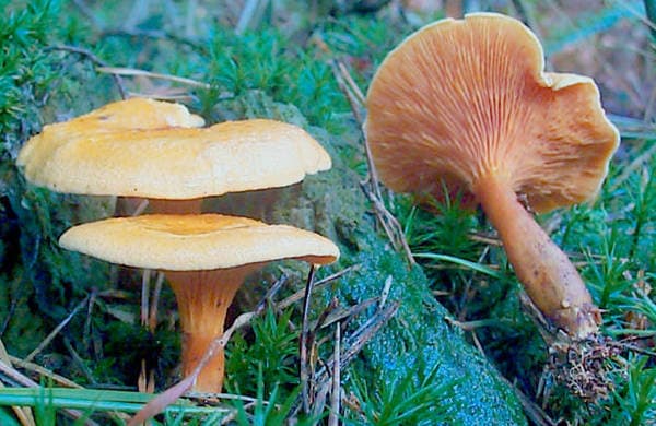Falscher Pfifferling