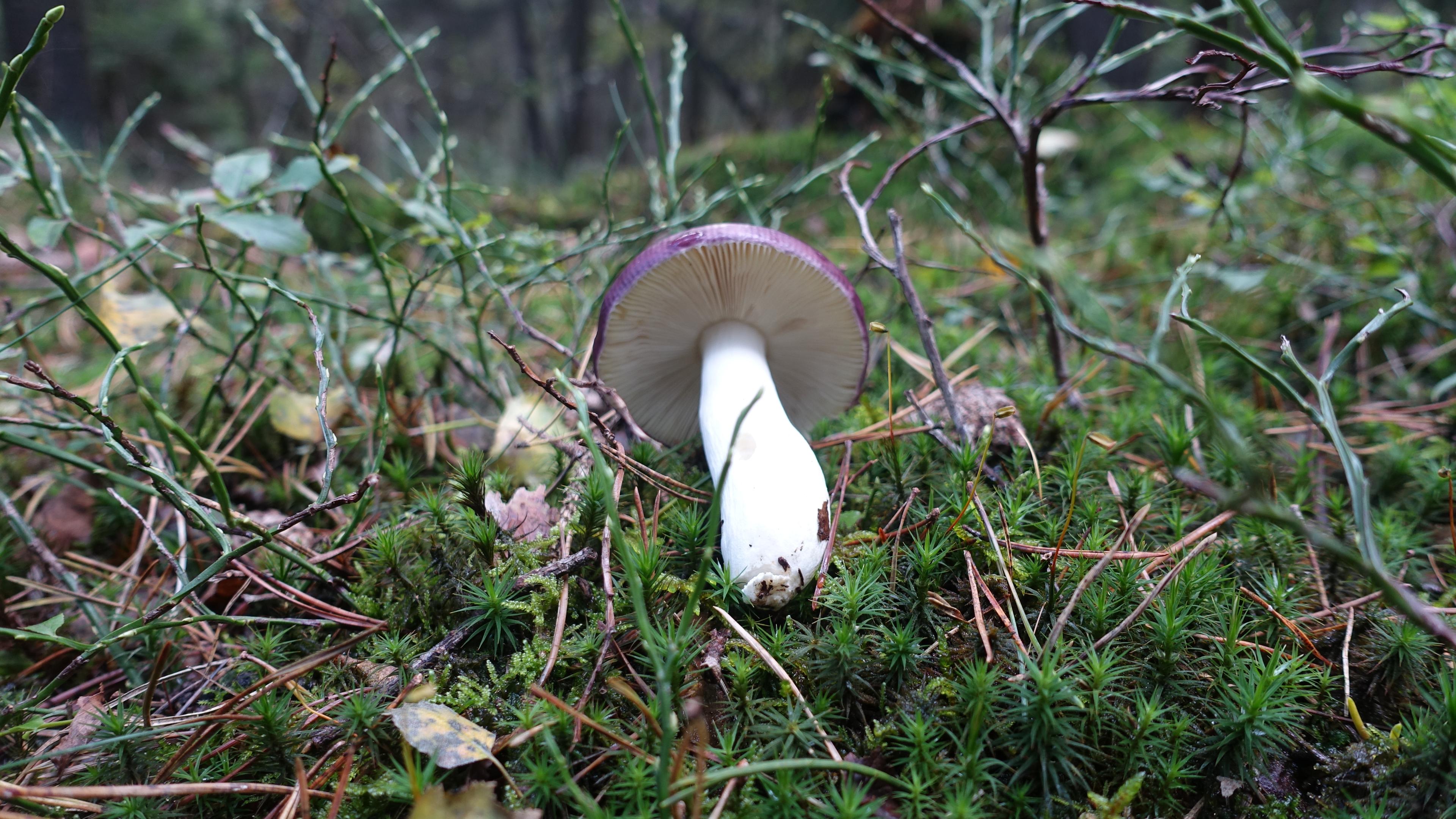 Buckeltäubling