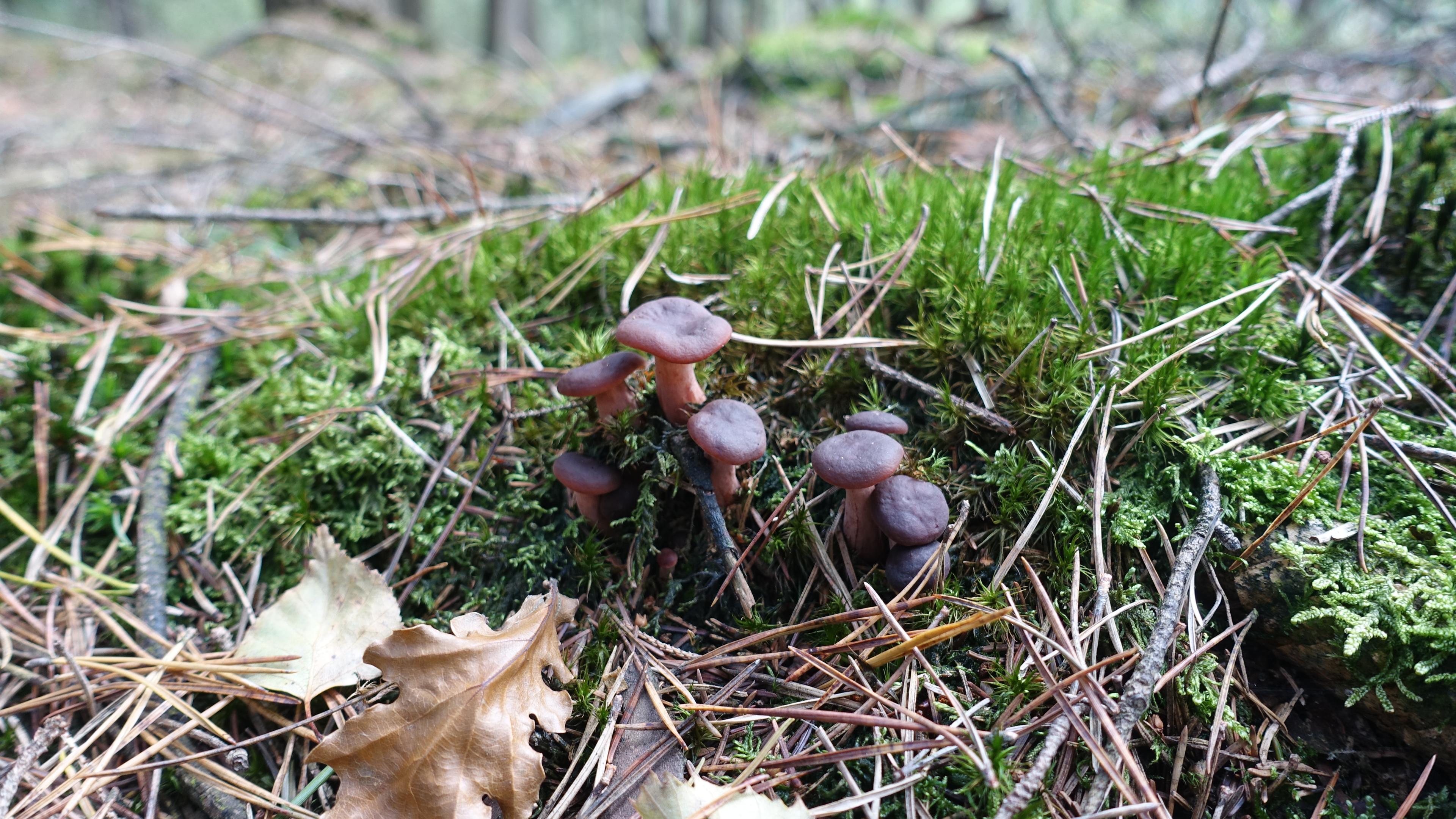 Feinschuppiger Ritterling