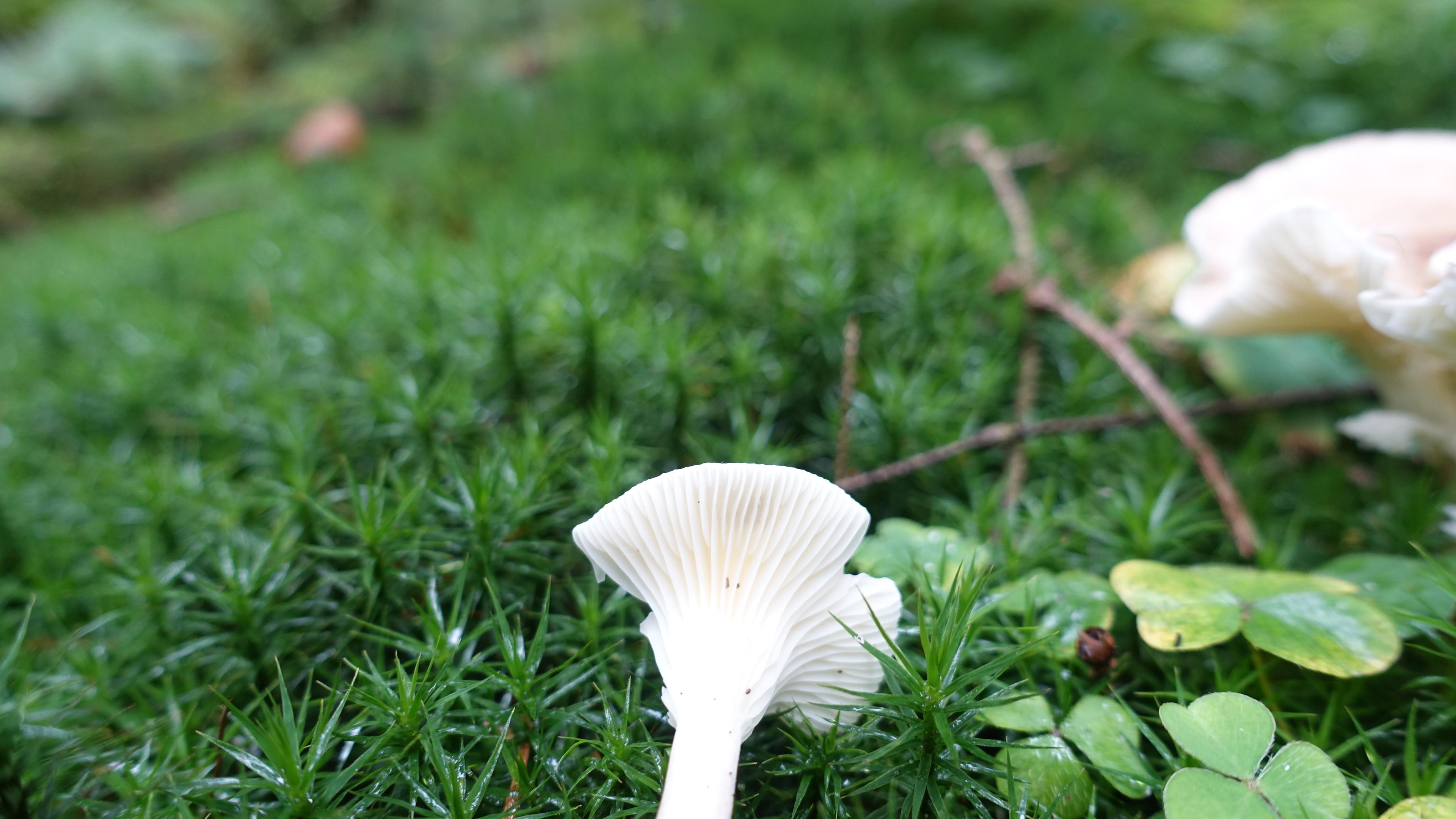 Feldtrichterling