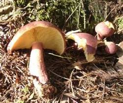 Rötlicher Holzritterling