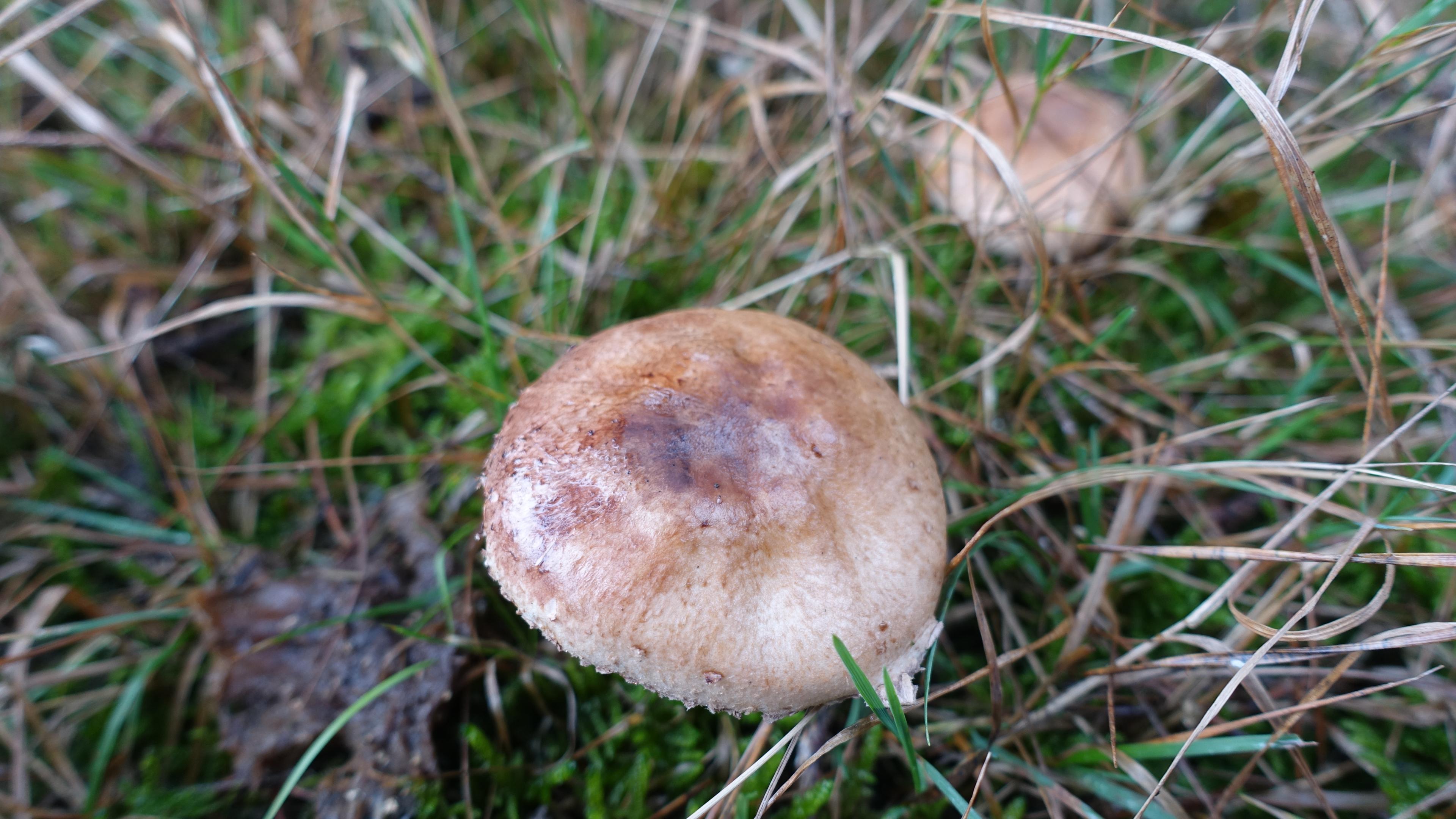 Kleiner Wald-Egerling oder Wald-Champignon