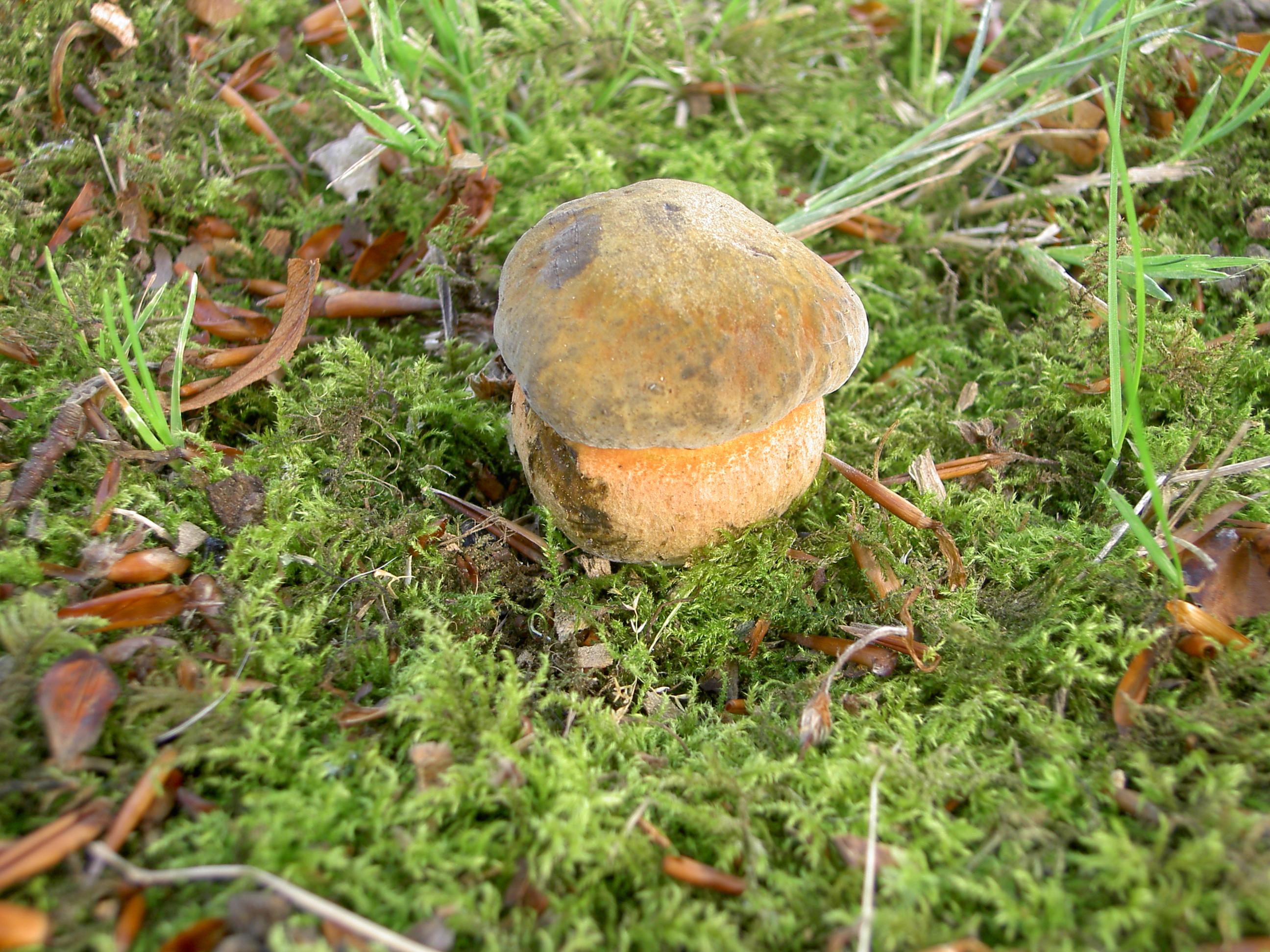 Netzstieliger Hexenröhrling