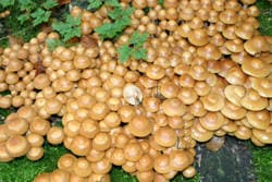 Stockschwämmchen