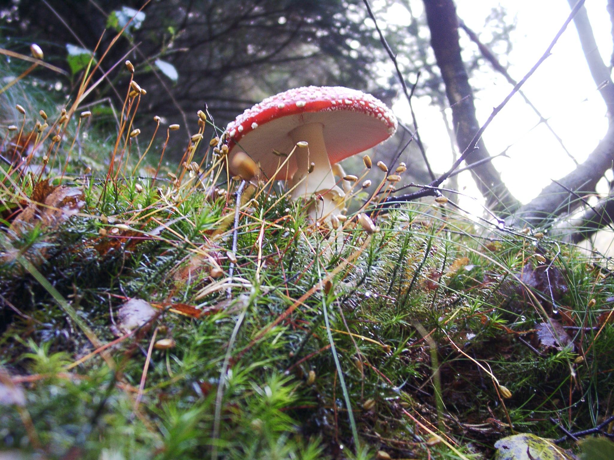 Fliegenpilz