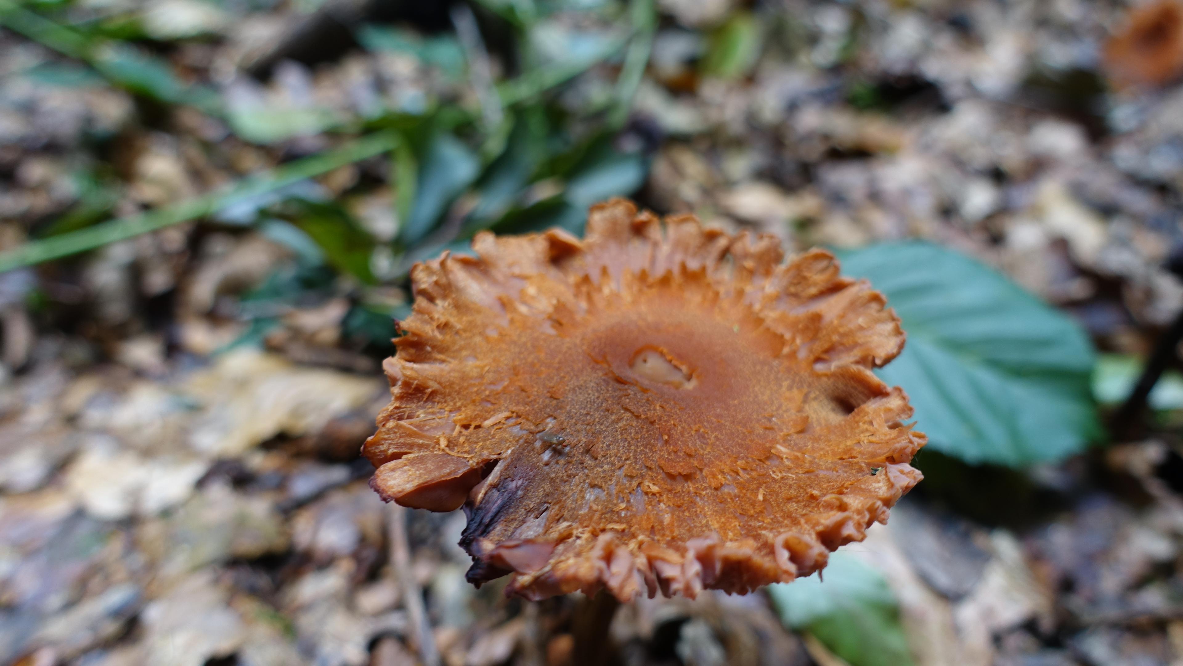 Ziegelroter Rißpilz