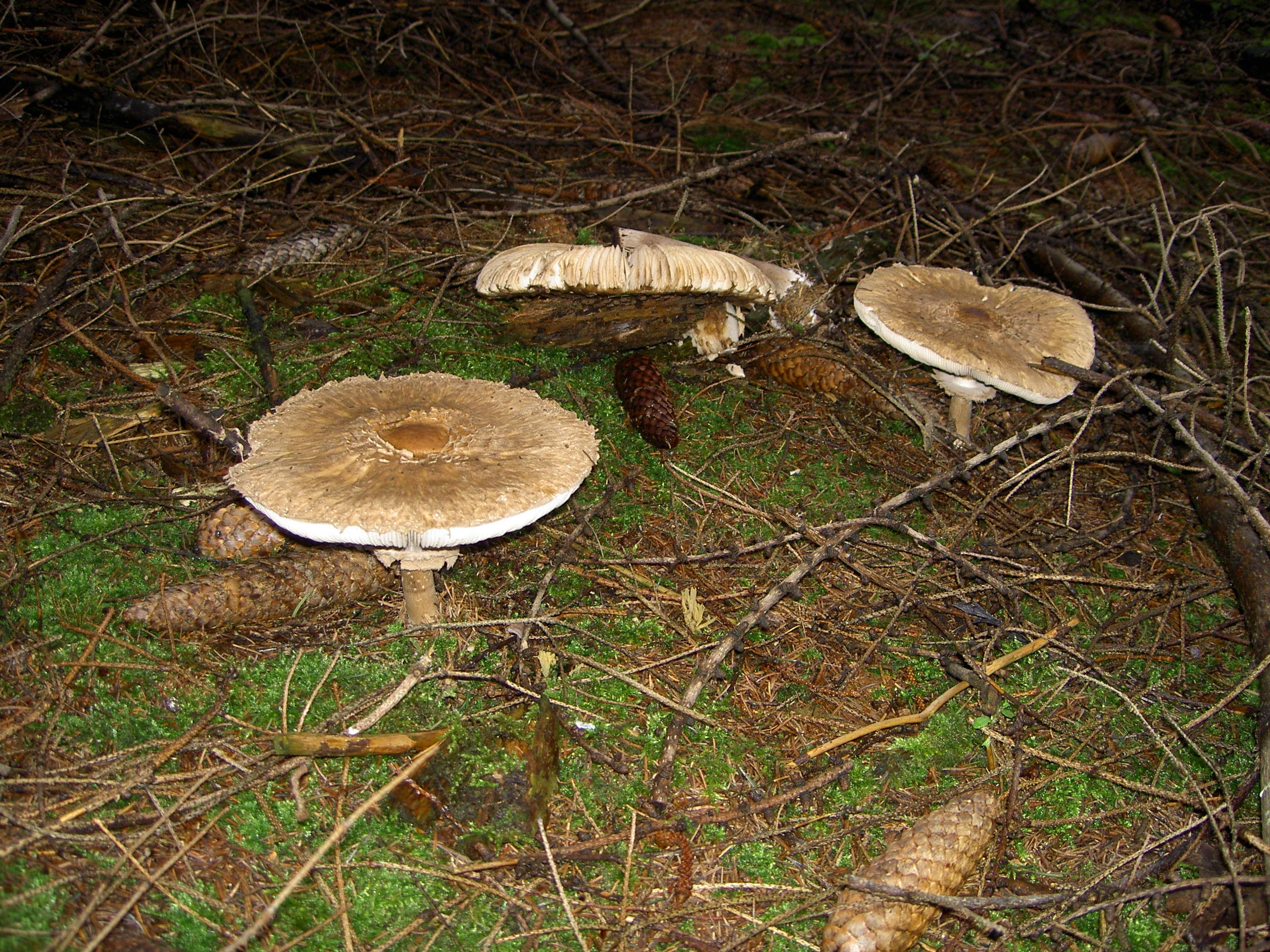 Riesenschirmling oder Parasolpilz