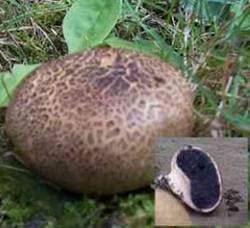 Kartoffelbovist