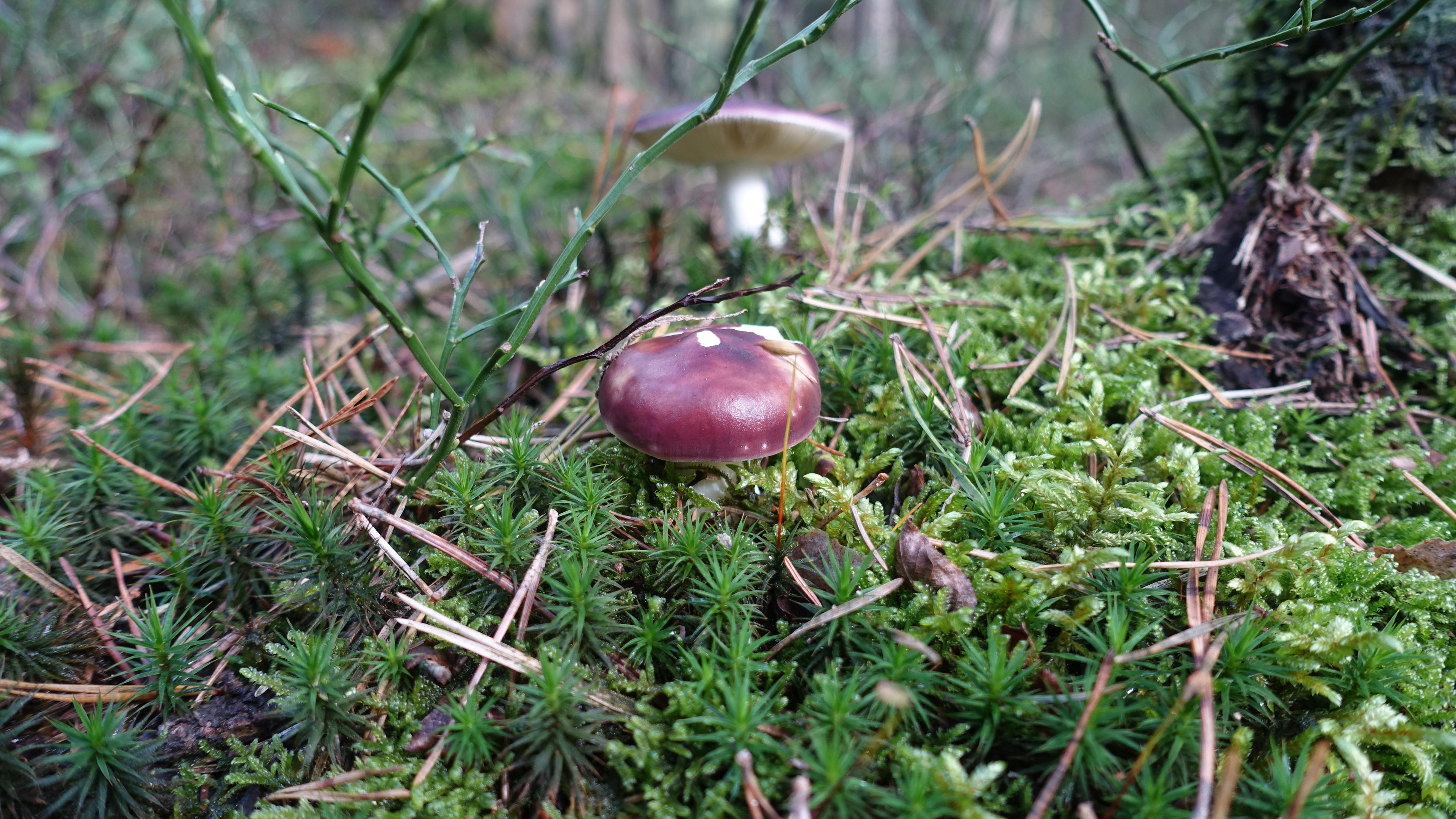 Buckel-Täubling