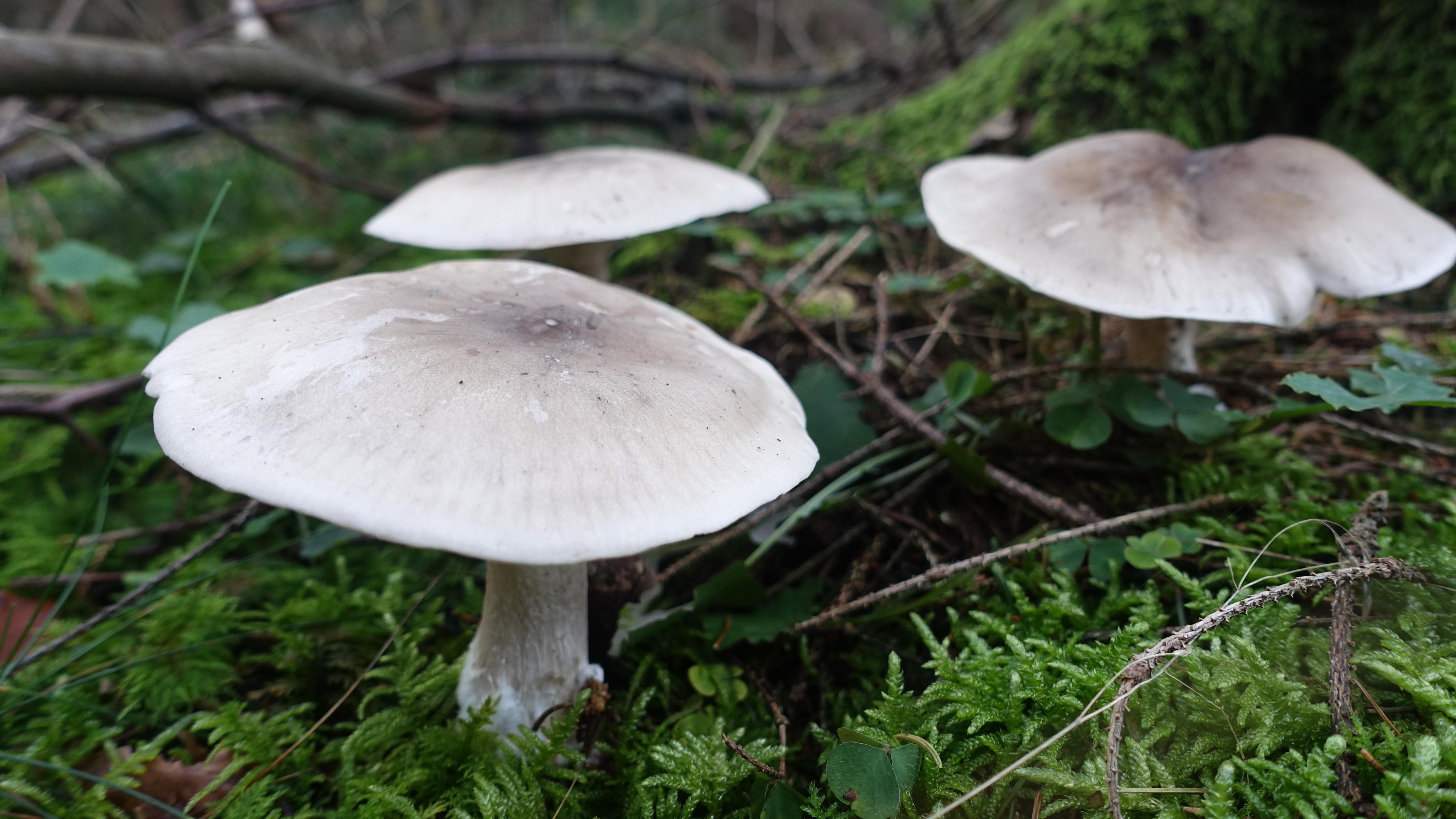 Nebelkappe
